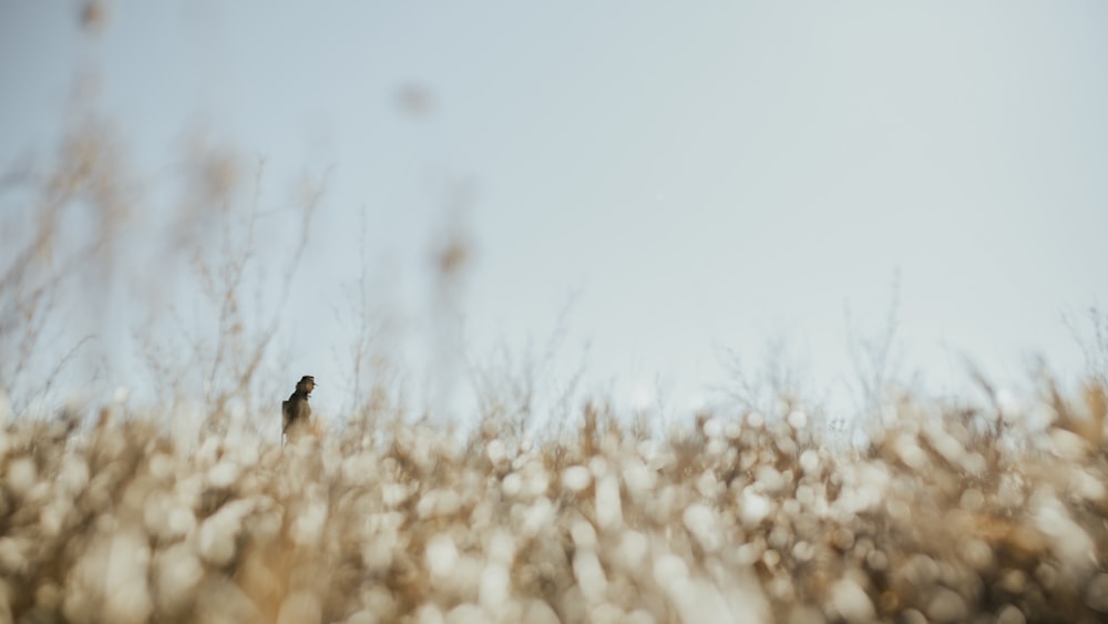 pájaro negro en campo cubierto de nieve blanca durante el día