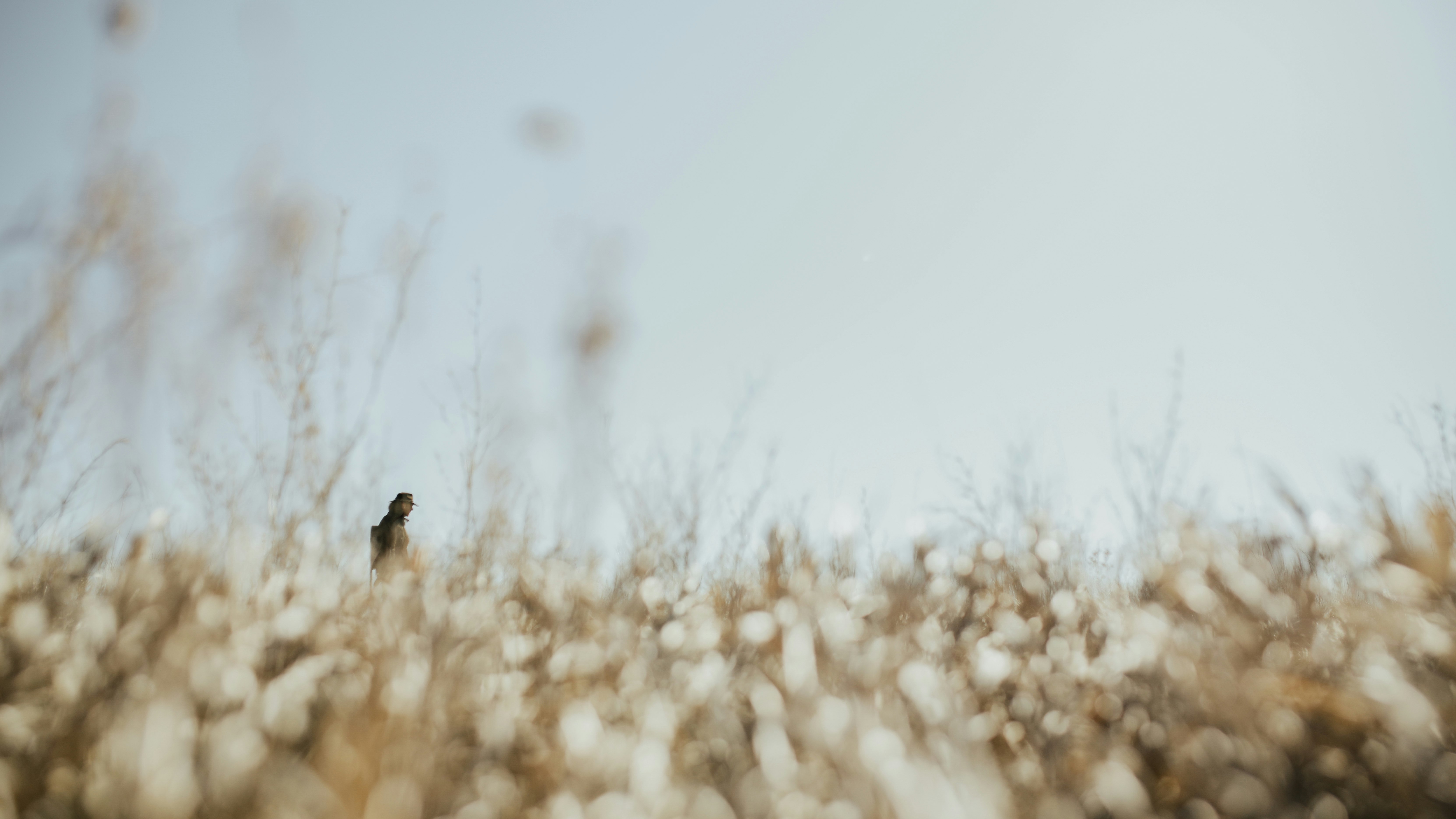 black bird on white snow covered field during daytime