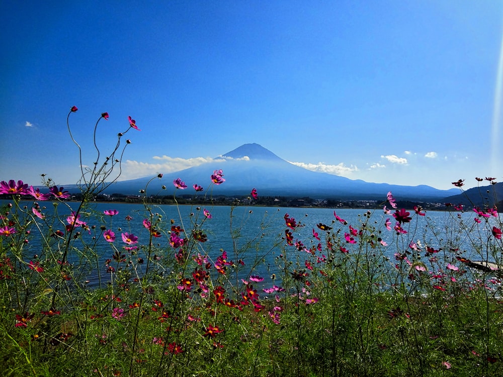 pink flowers near body of water during daytime