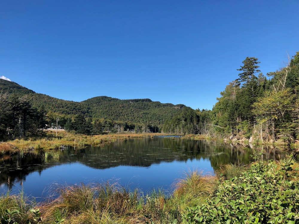 green trees near lake under blue sky during daytime