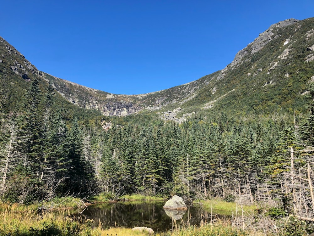 green pine trees near mountain under blue sky during daytime