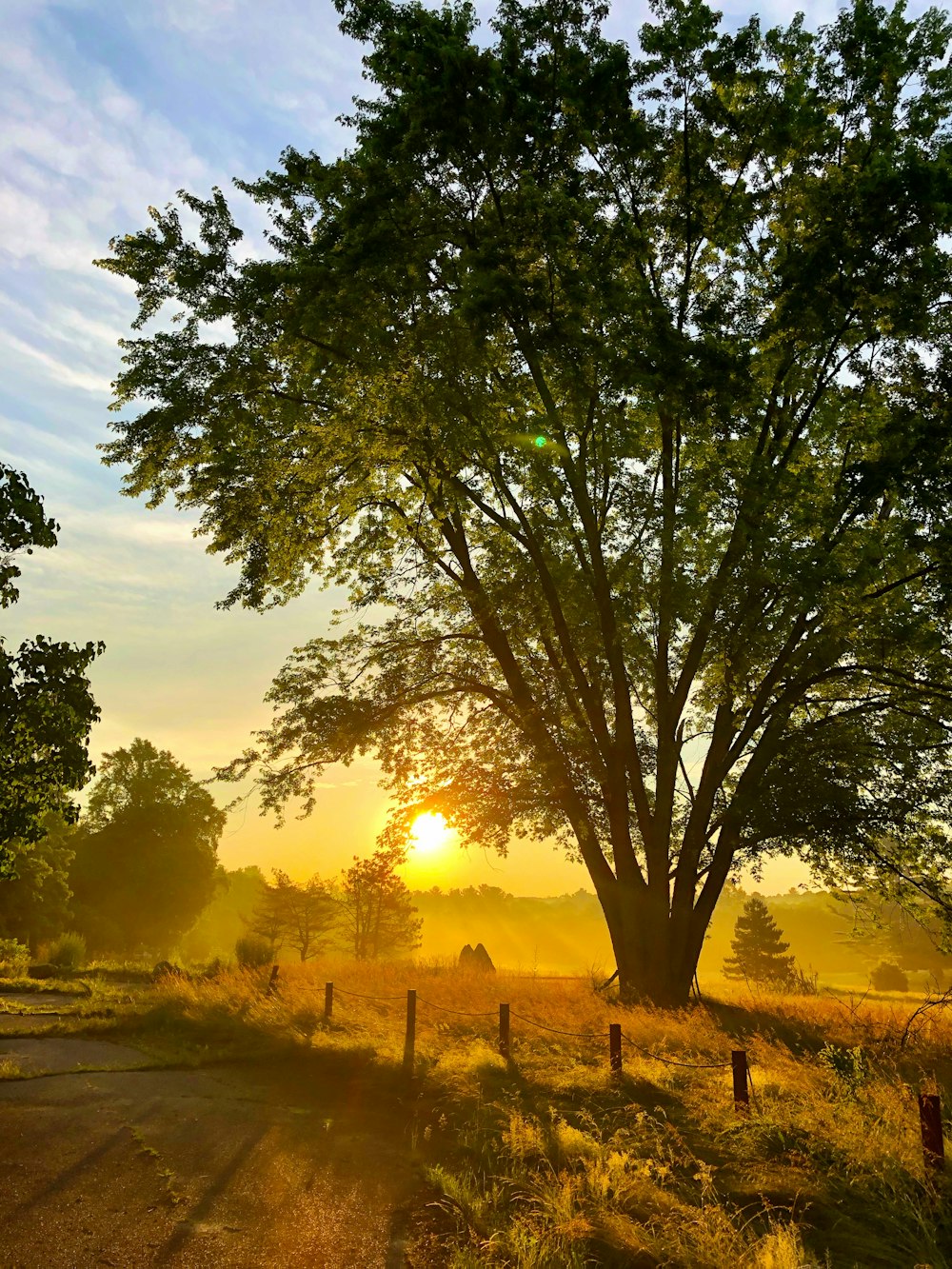 arbre vert sur un champ d’herbe verte pendant la journée