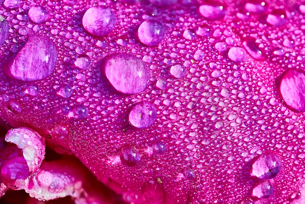 water droplets on pink leaf