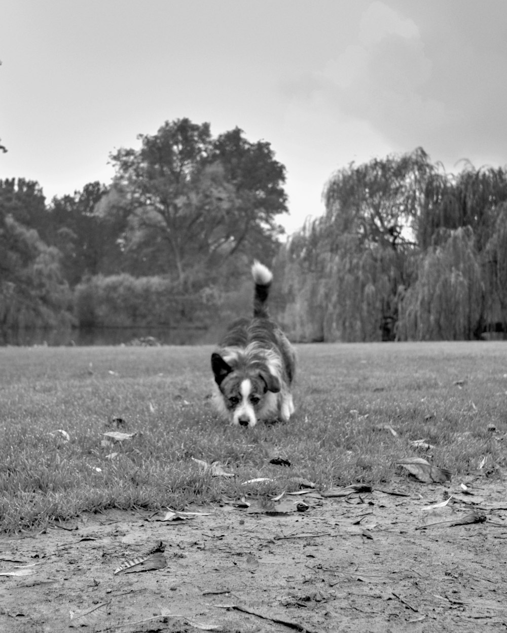 Foto en escala de grises de perro de pelo largo corriendo en un campo de hierba