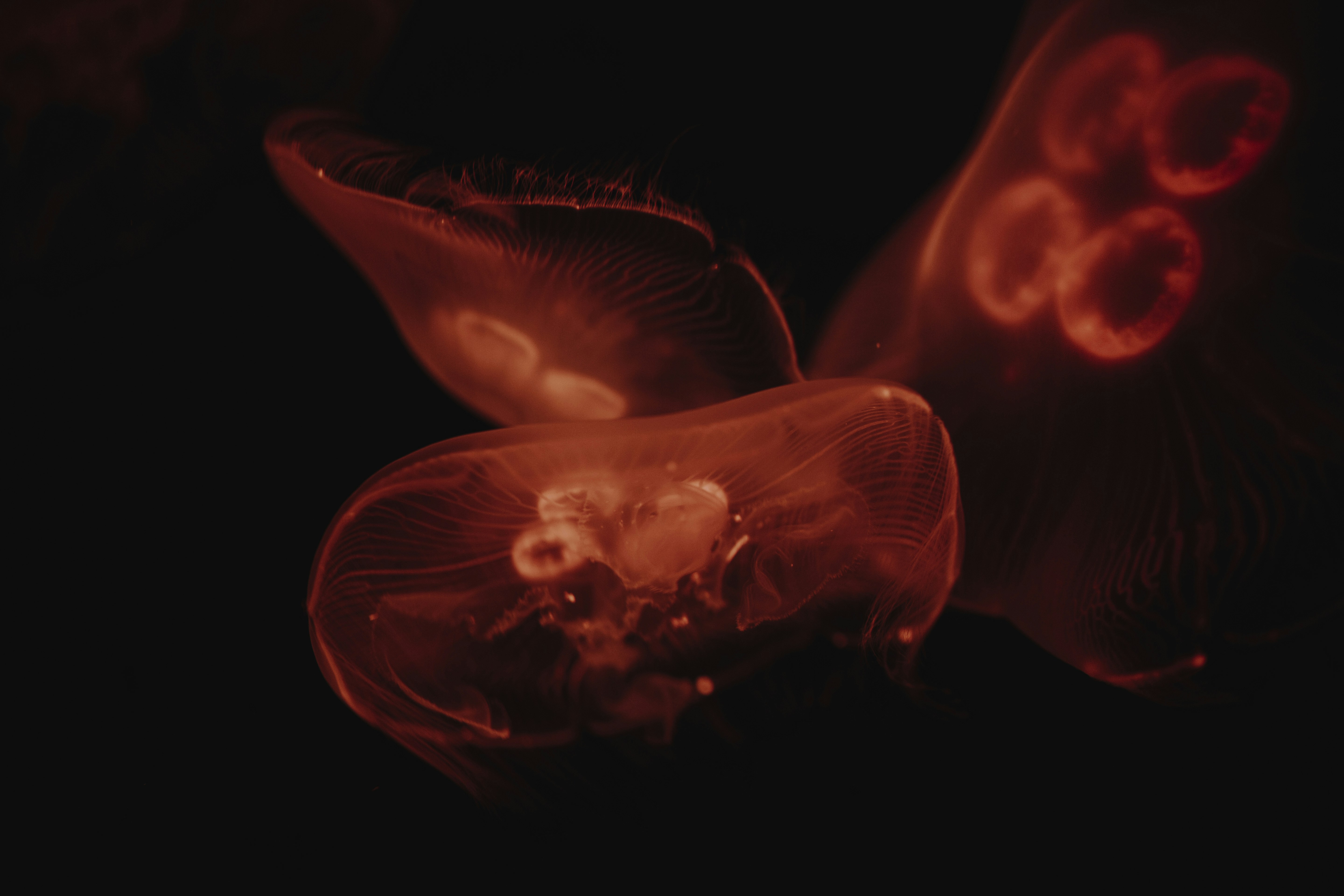 Photo by i_am_simoesse