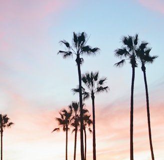 palm trees under blue sky during daytime