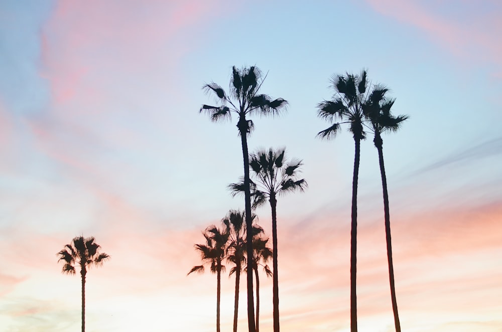 Palmen tagsüber unter blauem Himmel