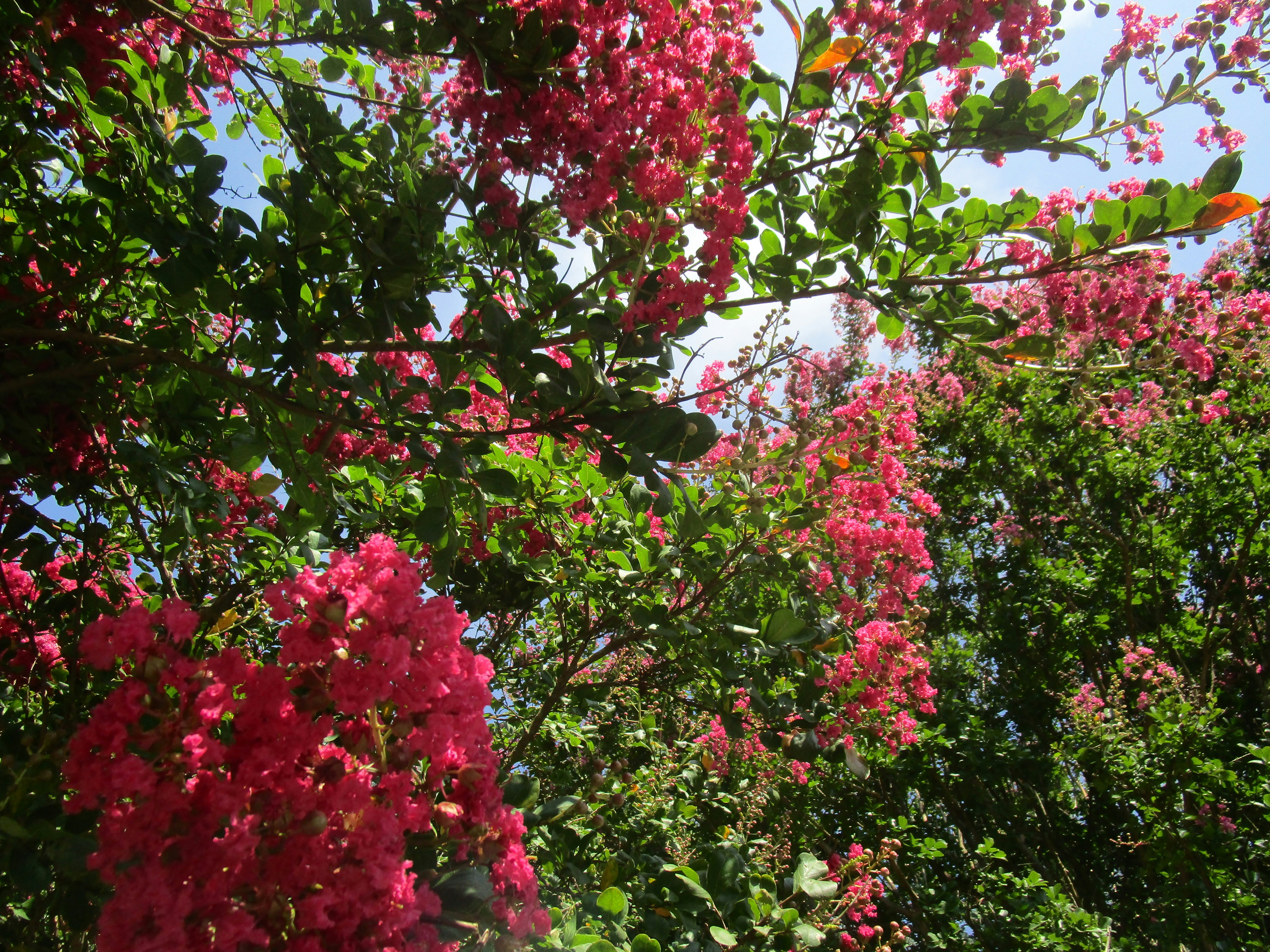 red and green leaf tree, pink crepe myrtle