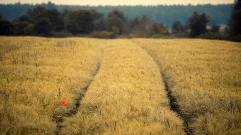 red flower on yellow field during daytime