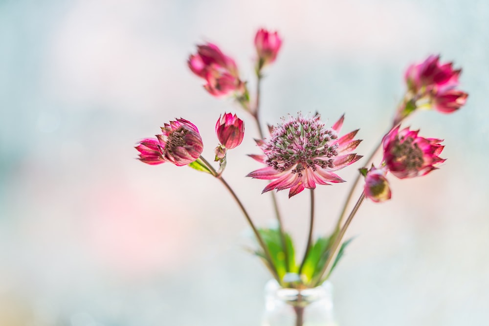 pink flowers in clear glass vase