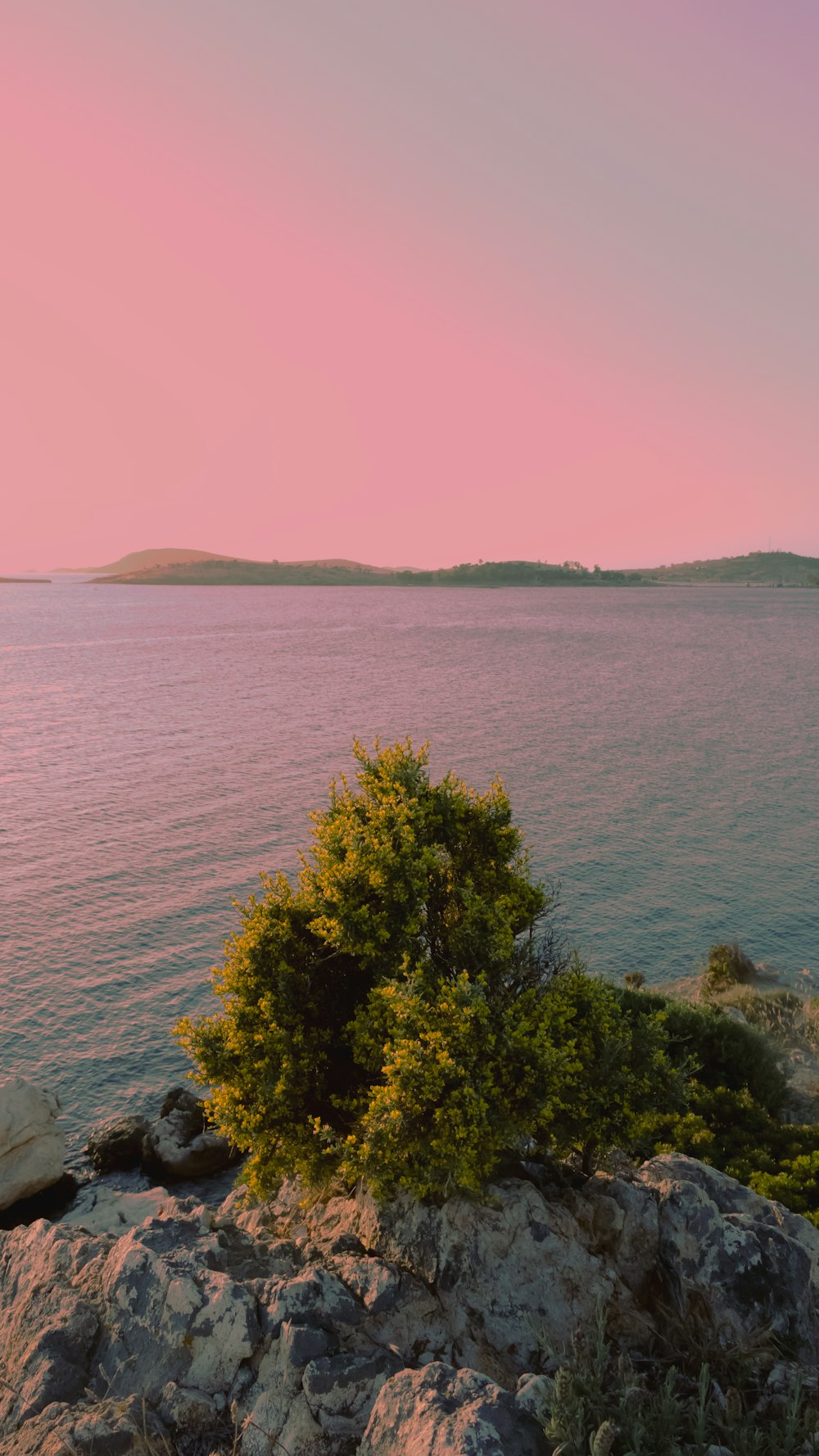 green trees near body of water during daytime