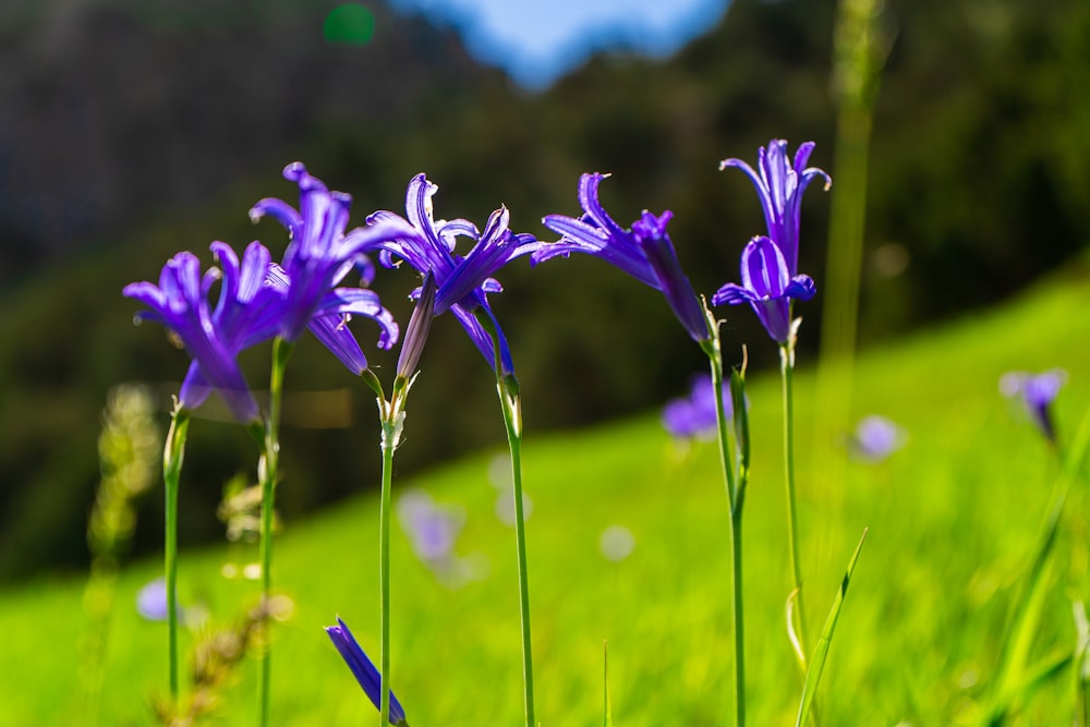 purple flower in tilt shift lens