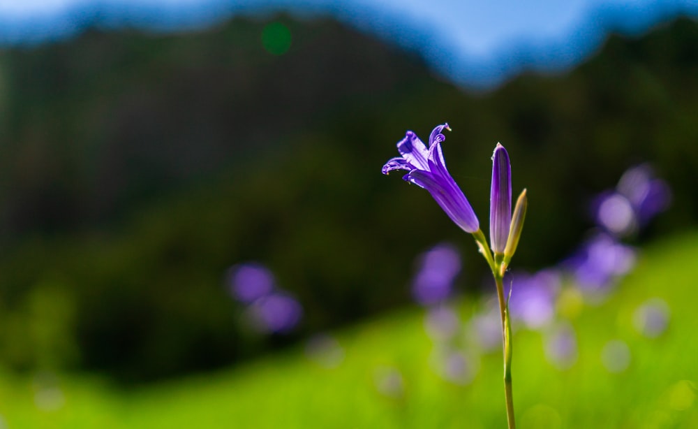 purple crocus flower in bloom during daytime