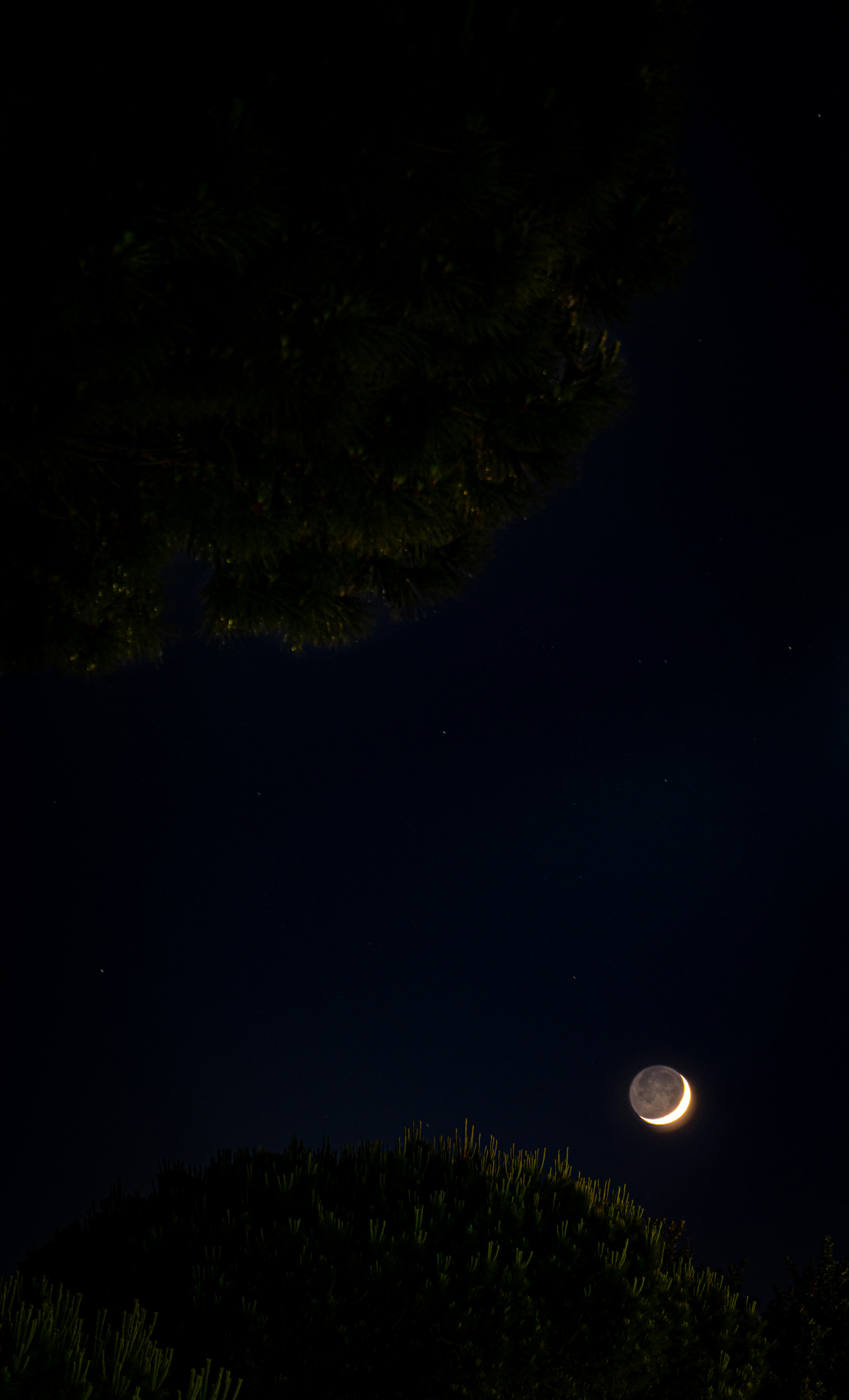 alberi verdi sotto il cielo blu durante la notte