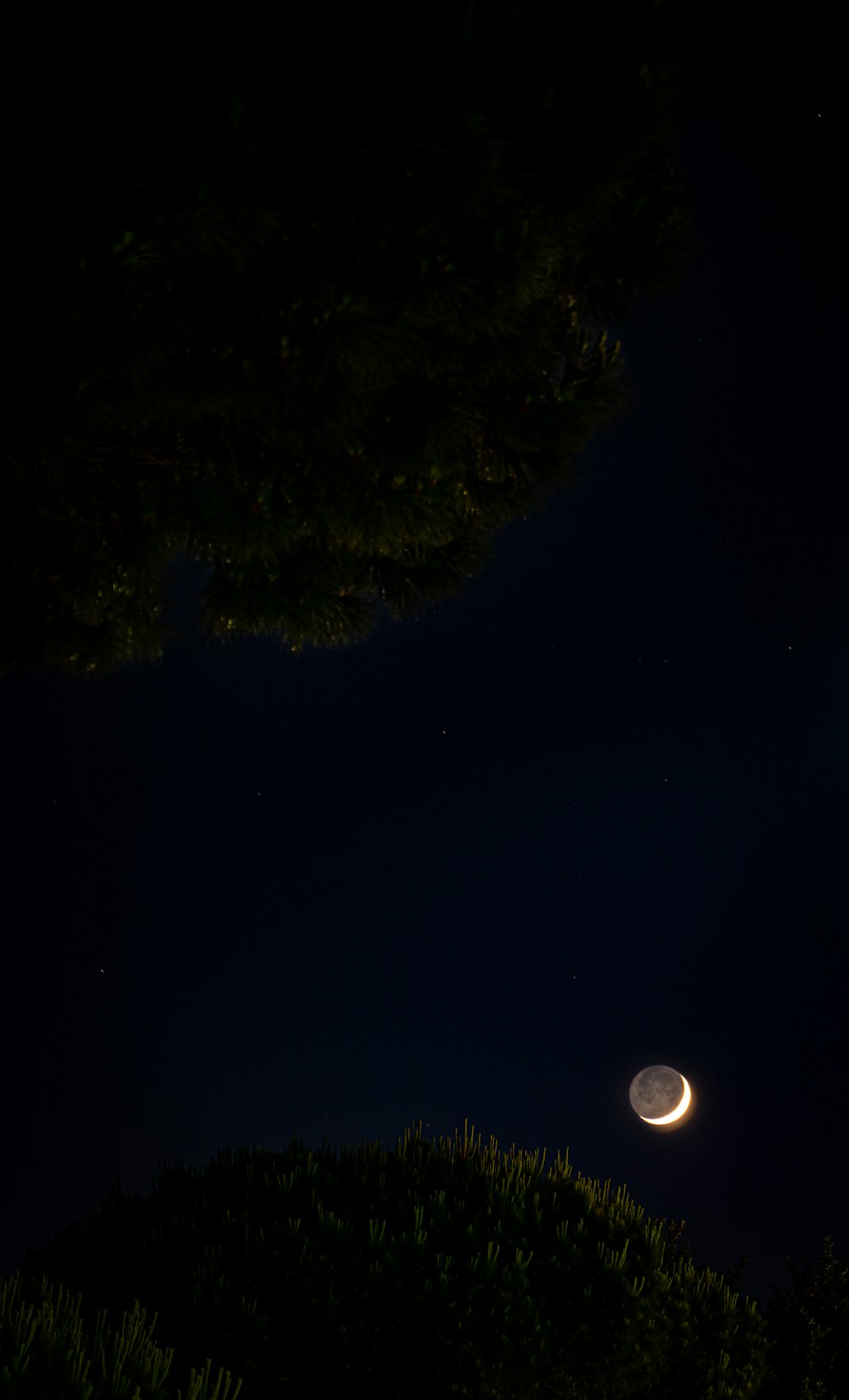 green trees under blue sky during night time