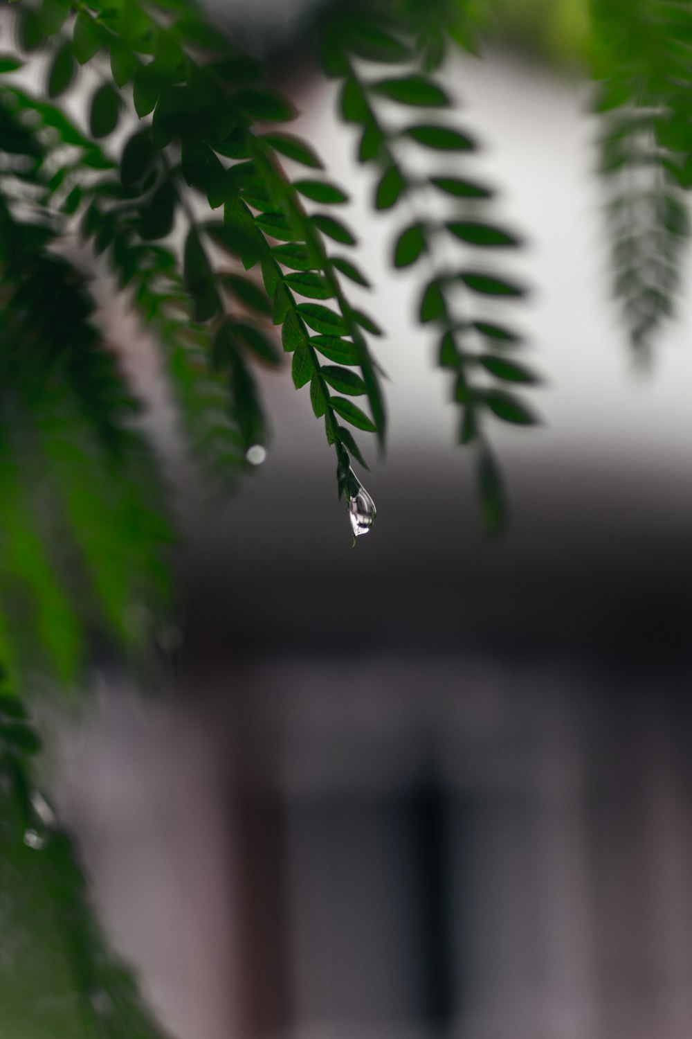 green leaves in tilt shift lens