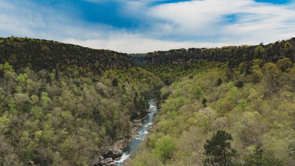 river between green trees under blue sky during daytime