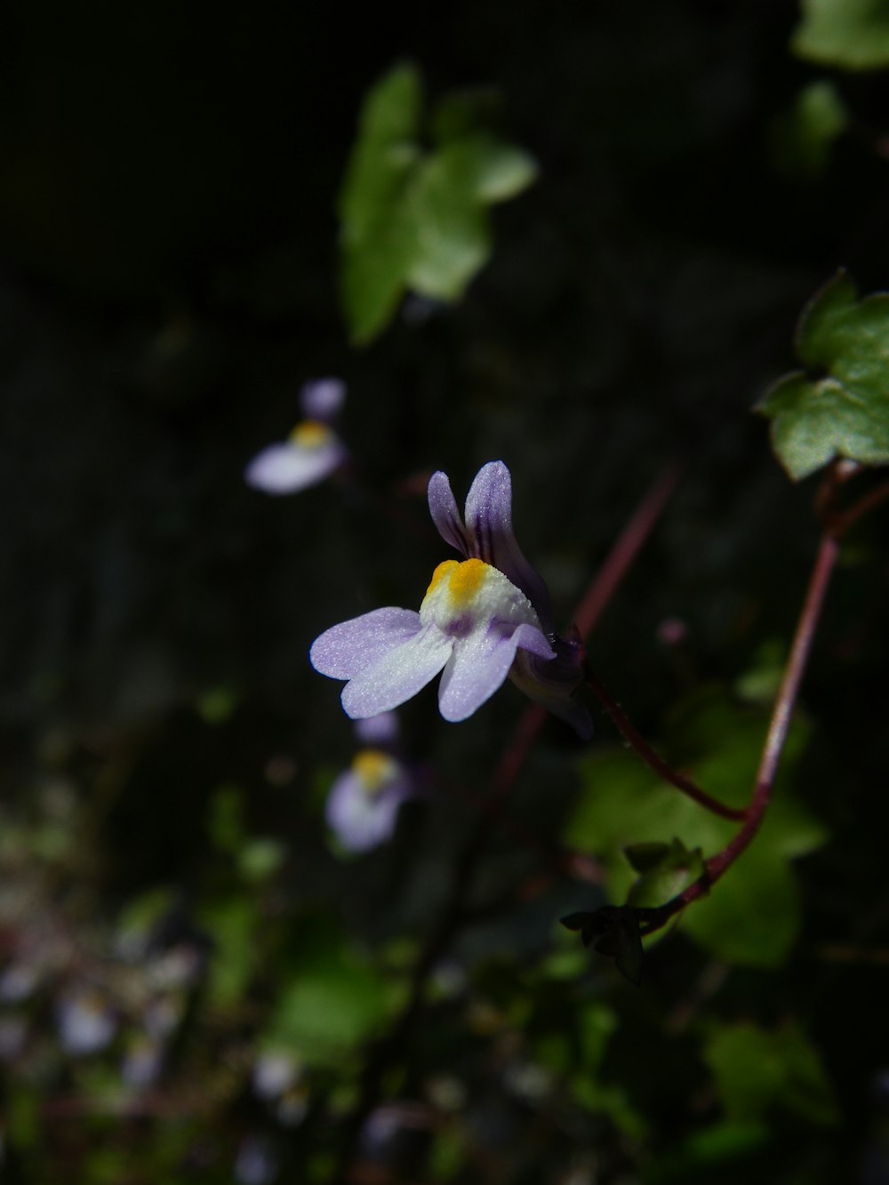 Fleur blanche et violette dans une lentille à bascule