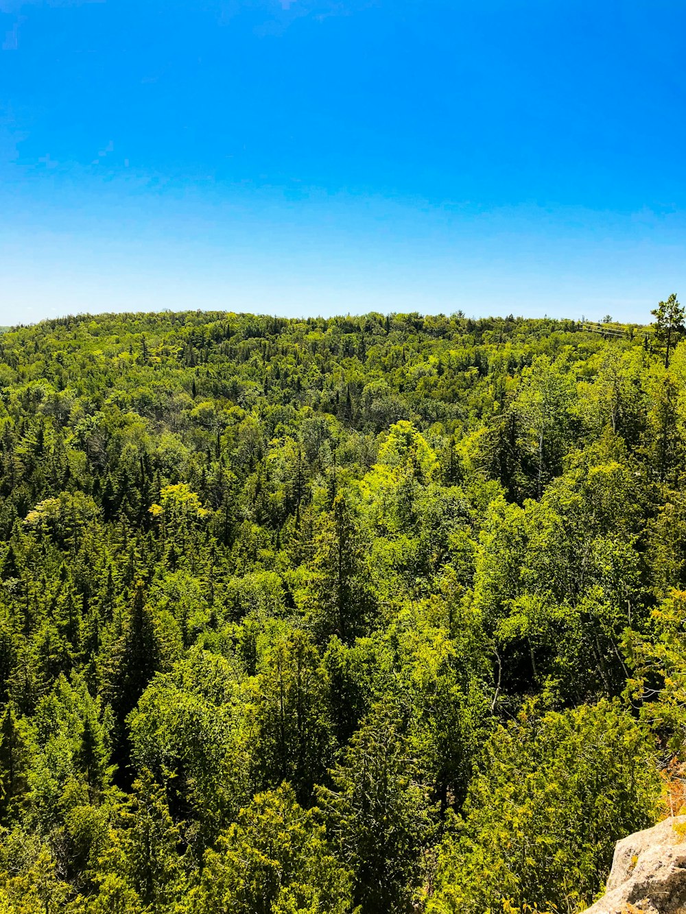 green trees under blue sky during daytime