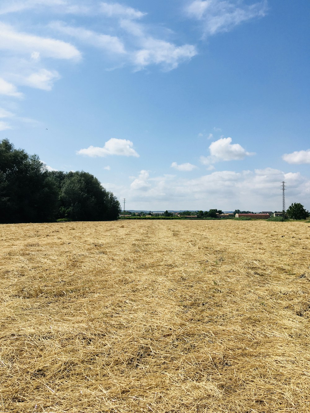 green trees on brown field under blue sky during daytime