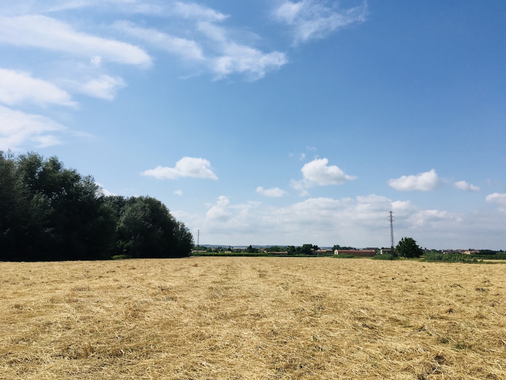 green grass field under blue sky during daytime