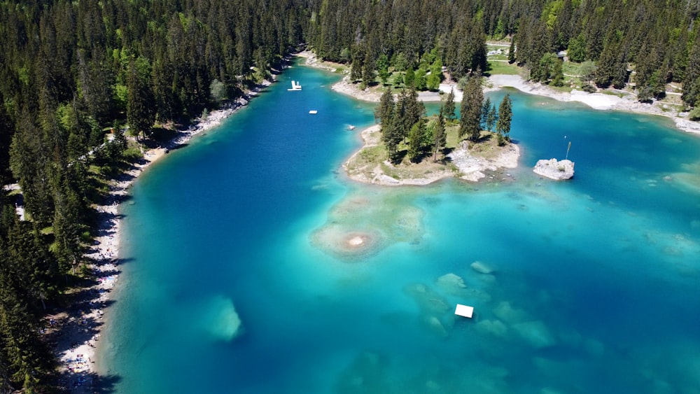 green trees beside blue body of water during daytime