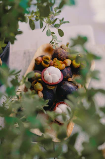 A close-up shot of fresh, plump Mithila makhana resting on a rustic wooden tray surrounded by delicate green leaves.