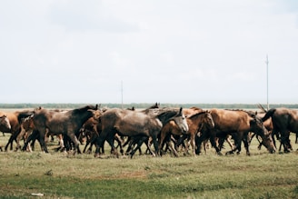 A herd of brown and gray horses grazing on a grassy plain under a wide, light blue sky. The landscape is open and expansive, with a faint horizon in the background and a few tall utility poles scattered in the distance.