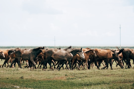 herd of horses on green grass field during daytime in Novosibirsk Russia