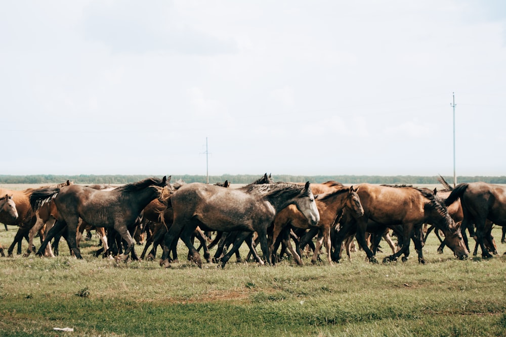 herd of horses on green grass field during daytime