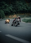 a couple of people riding motorcycles down a curvy road