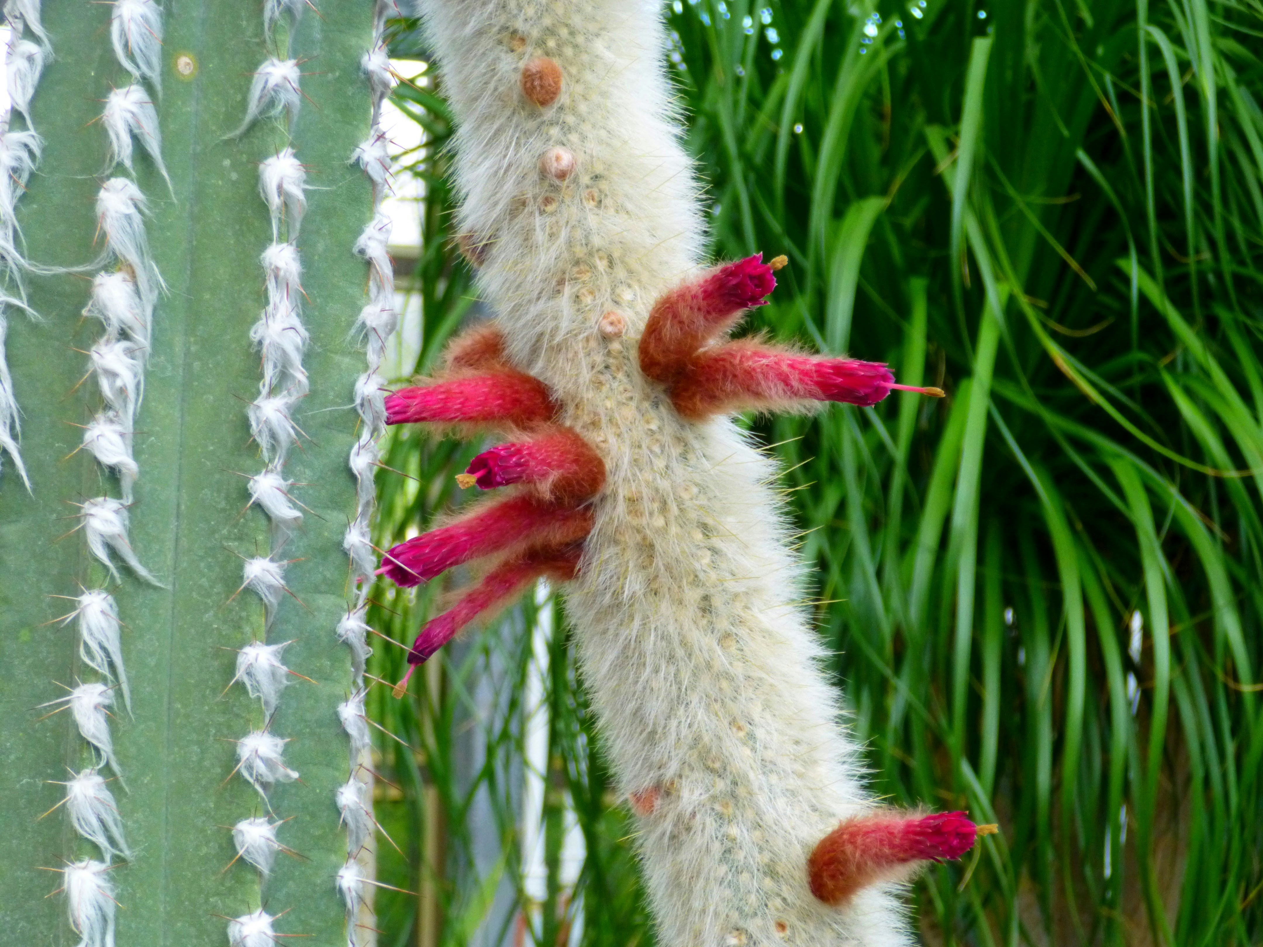 Cute tiny cactus - Old Lady Cactus with flowing white hair-like spines