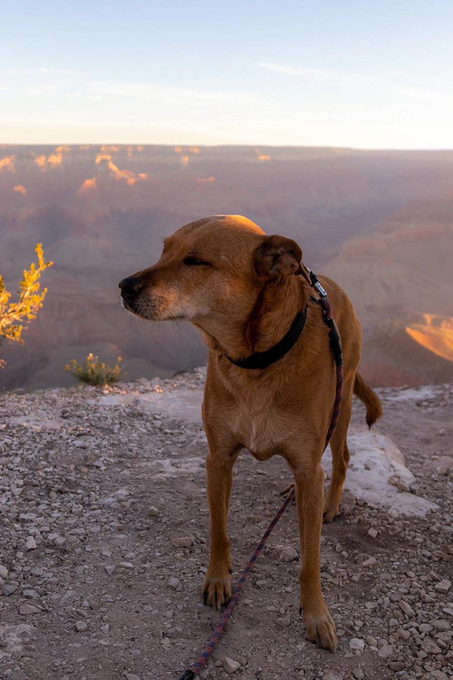 A rescued dog overlooking the desert landscape near Yuma