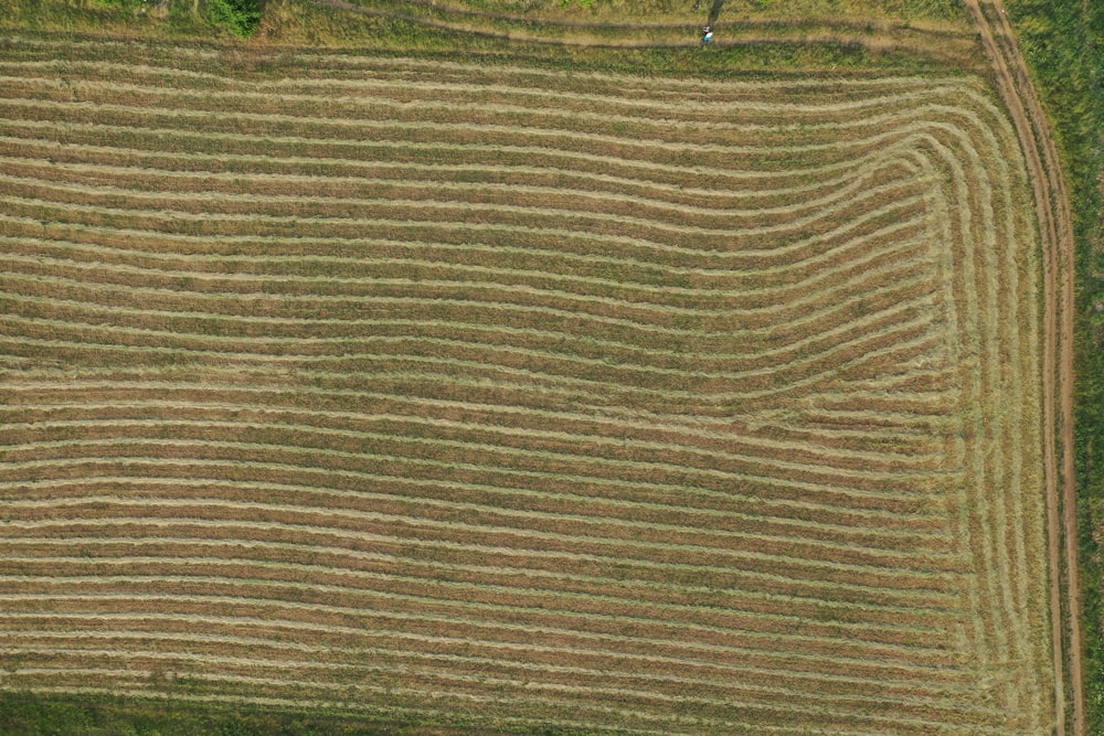 campo di erba verde durante il giorno