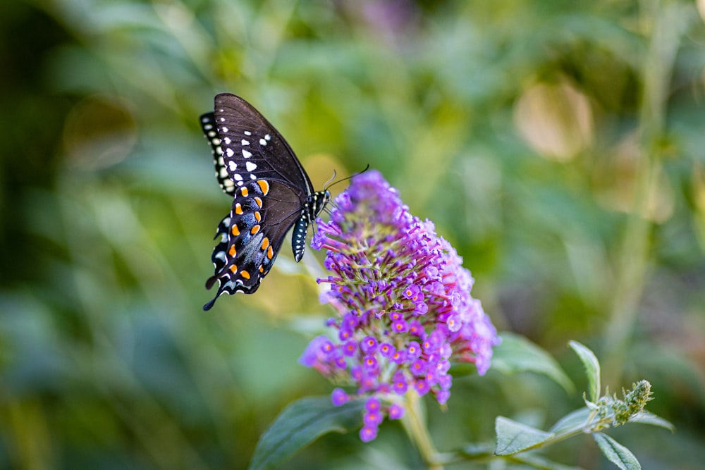 black and white butterfly on purple flower