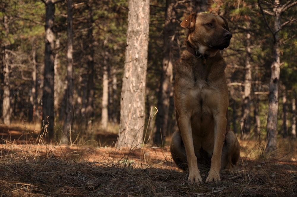 Chien brun à poil court assis sur des feuilles séchées brunes pendant la journée