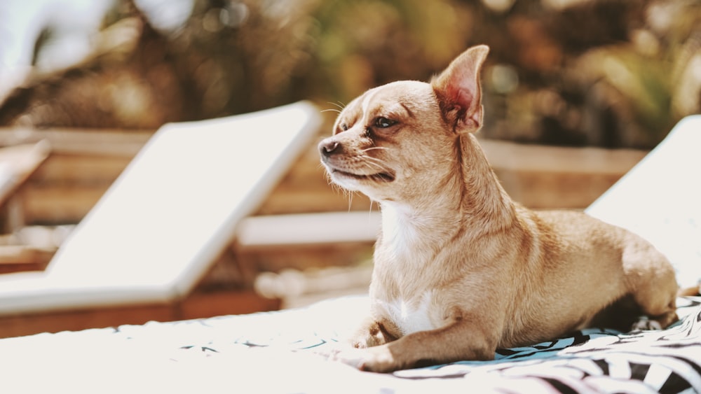 brown chihuahua lying on white textile