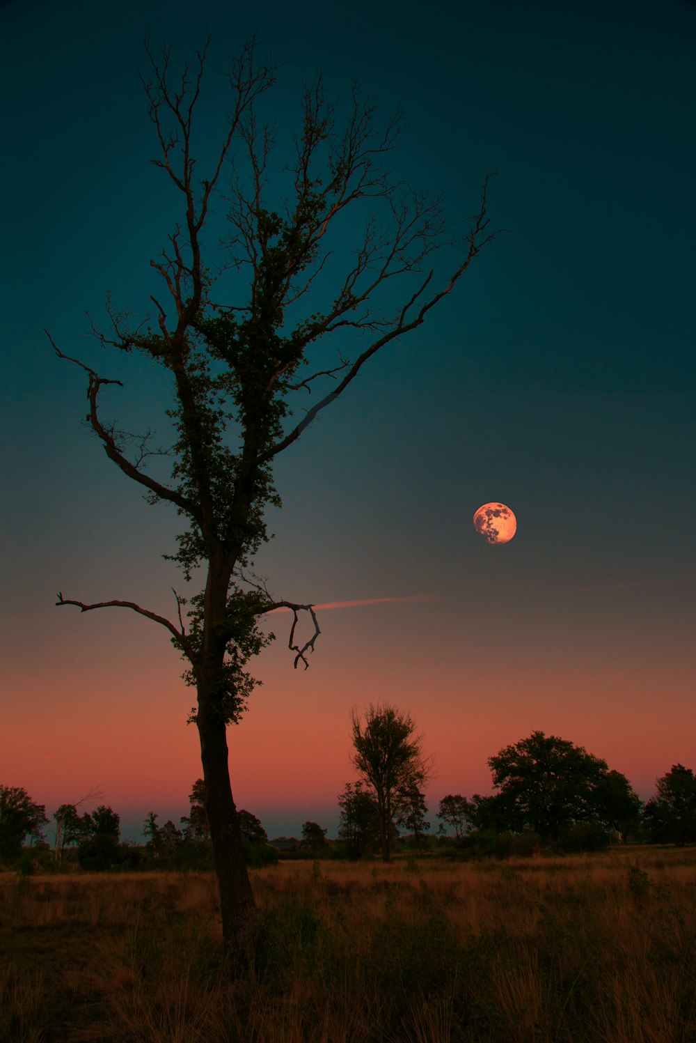 silhouette de l’arbre pendant la nuit
