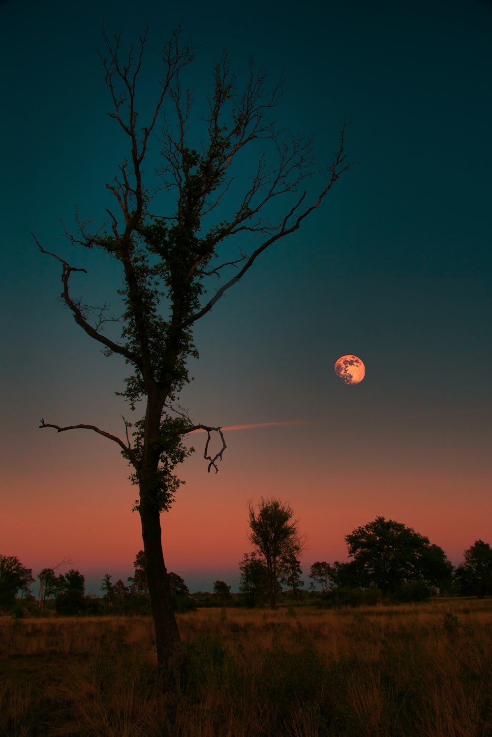 silhouette of tree during night time