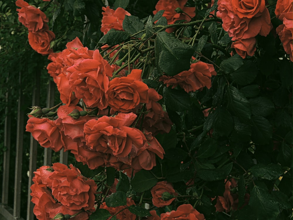 orange flowers with green leaves