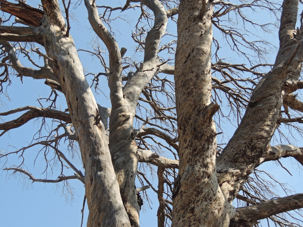 brauner Baum unter blauem Himmel tagsüber