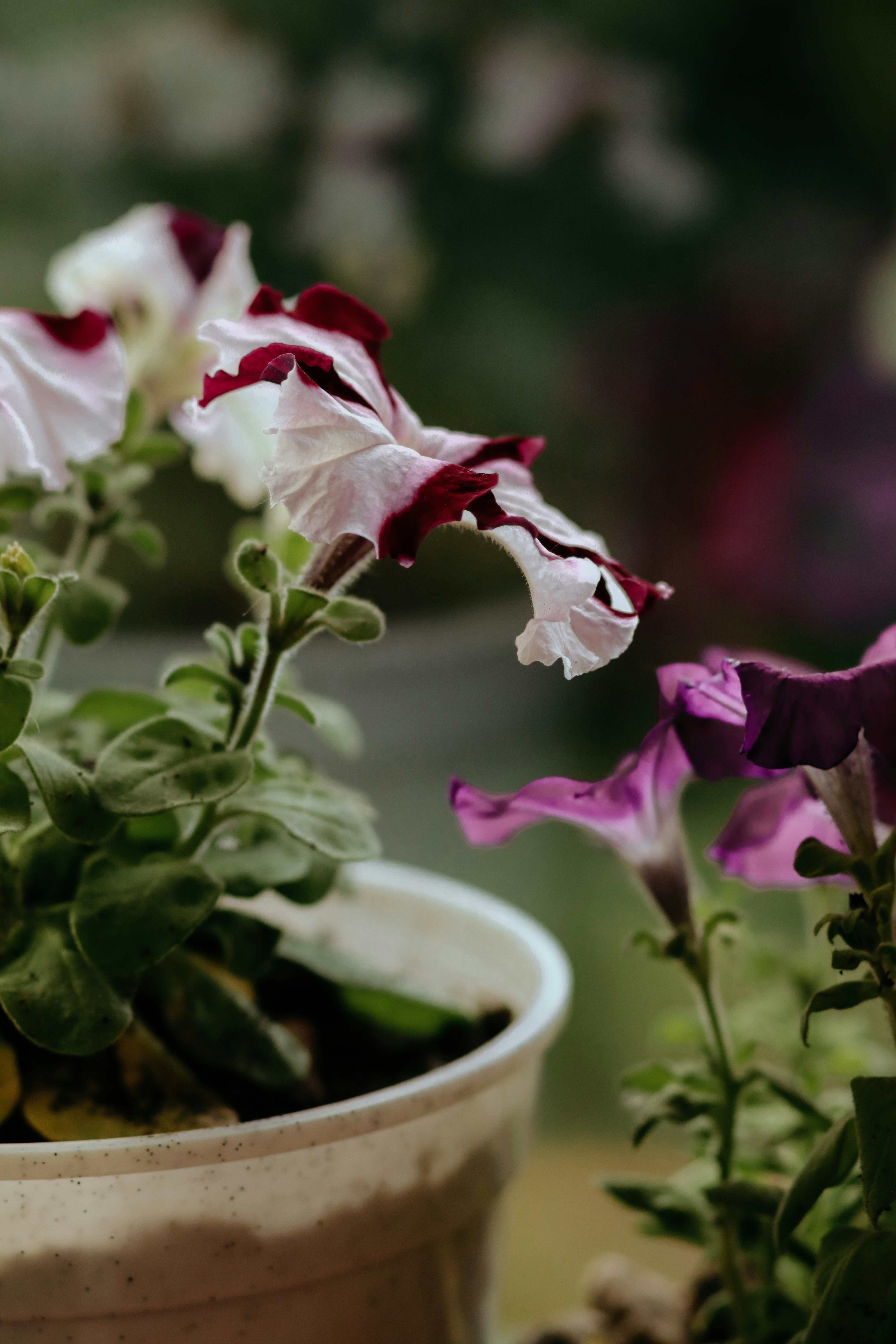 白い鉢に白と紫の花の写真 Unsplashで見つける工場の無料写真