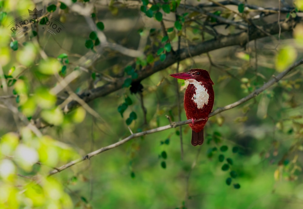 red and black bird on tree branch during daytime