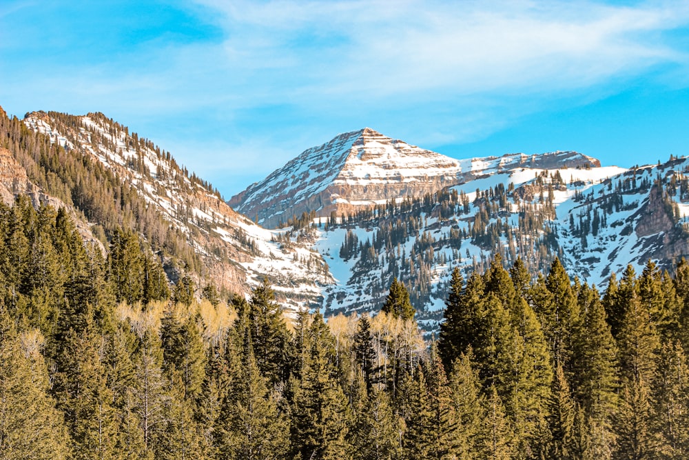 pinos verdes cerca de la montaña cubierta de nieve bajo el cielo azul durante el día