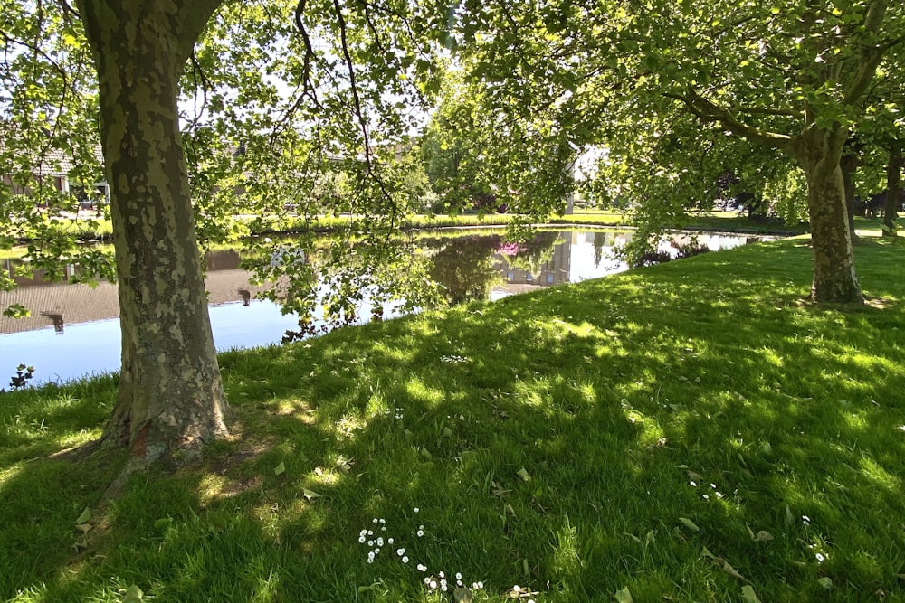 a grassy area with trees and water in the background