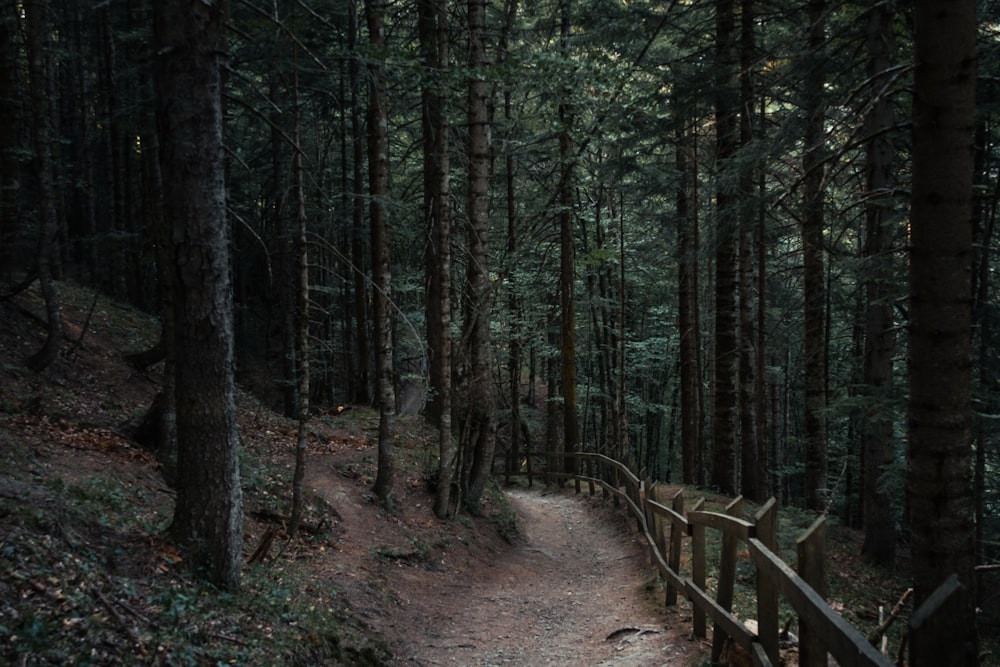 brown pathway in the woods