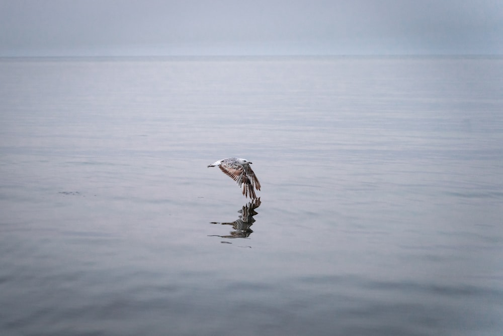 white and black bird on water during daytime