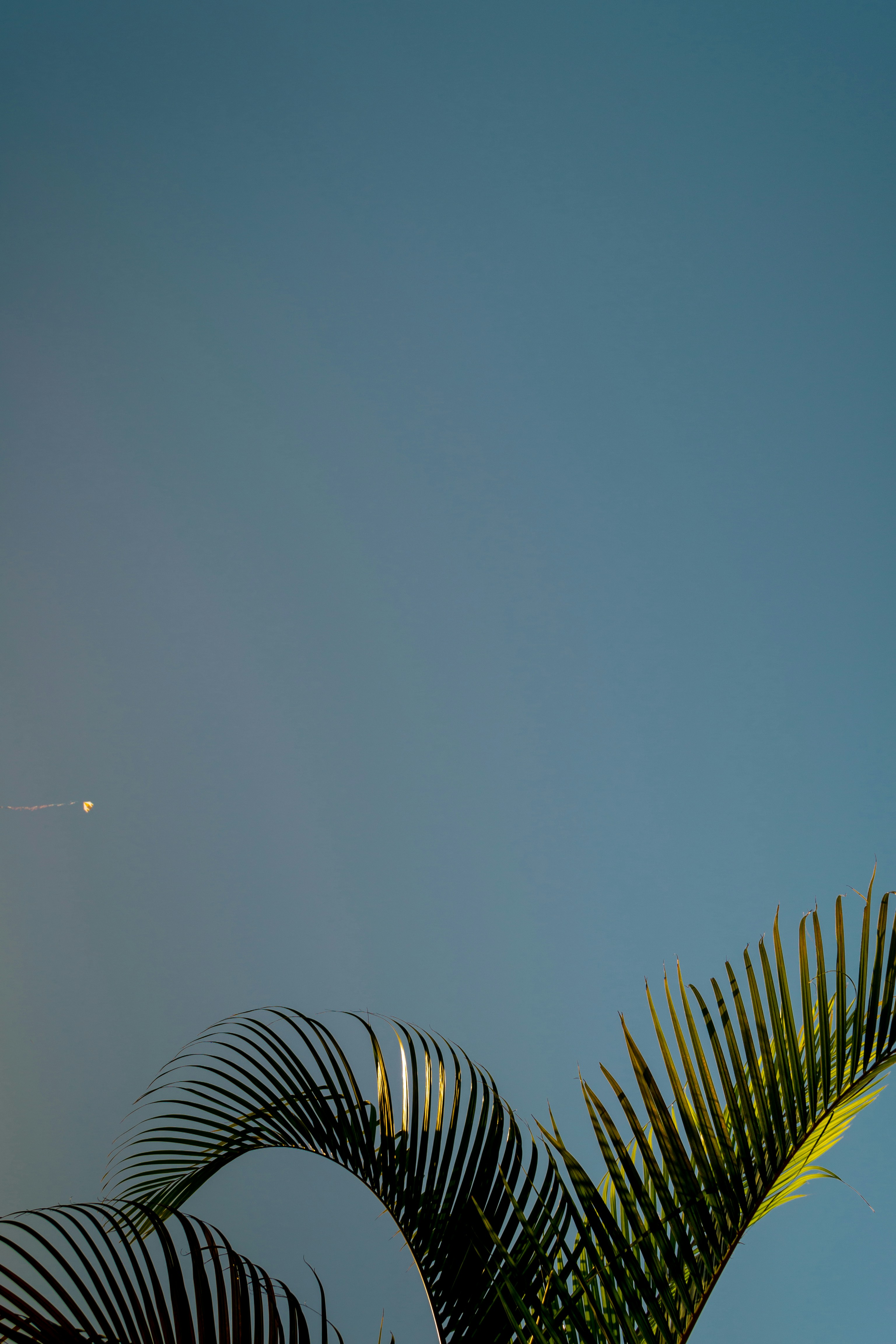 green palm tree under blue sky during daytime
