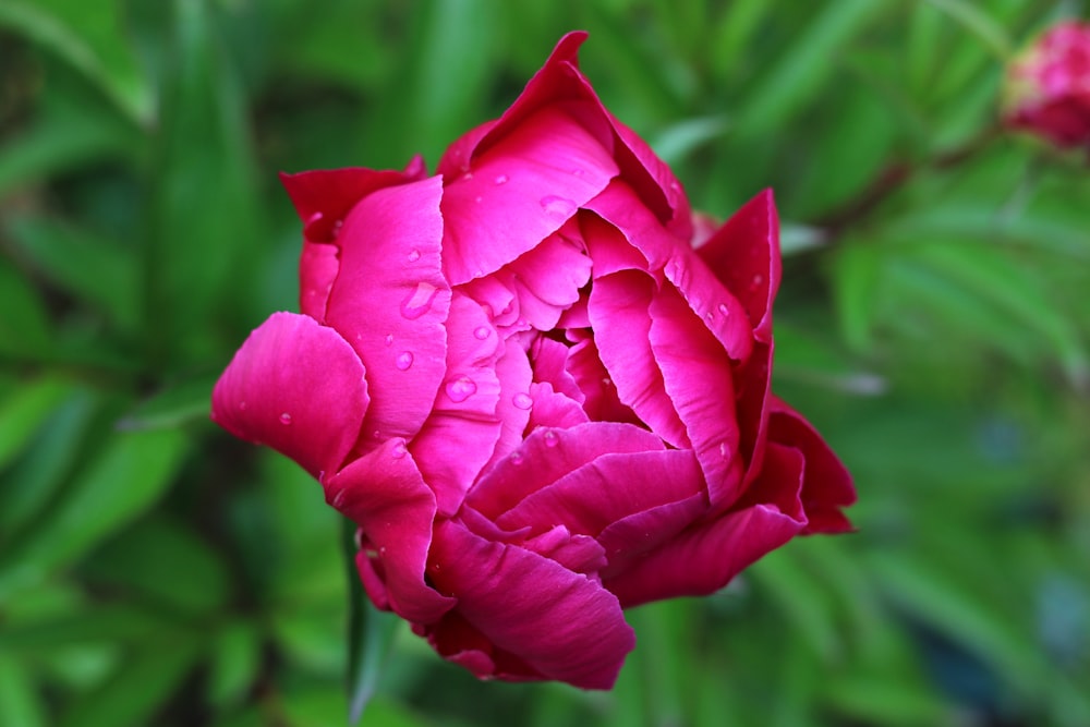 pink flower in tilt shift lens