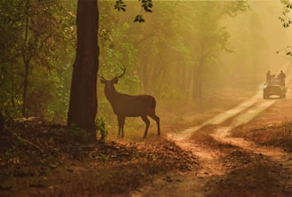 brown deer standing on forest during daytime